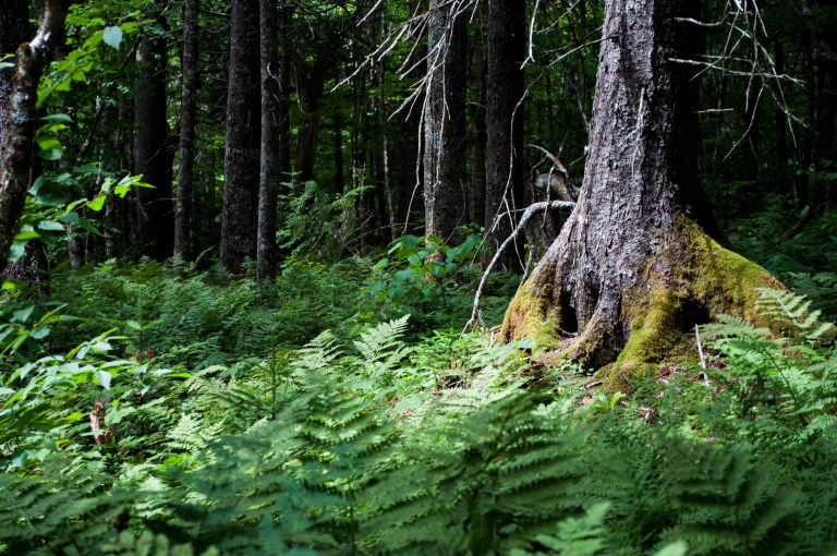 Sentier vers Seal Cove